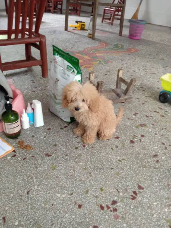 泰迪狗狗