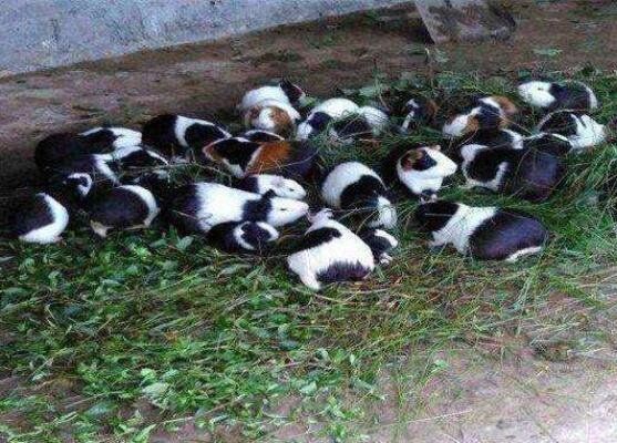 荷兰猪养殖.jpg