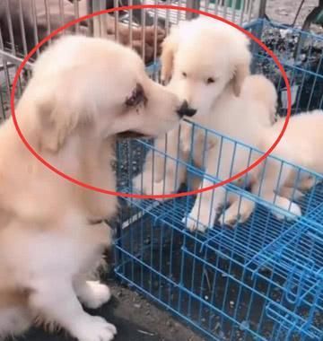 打狗狗用什么打？怎样正确惩罚狗狗？