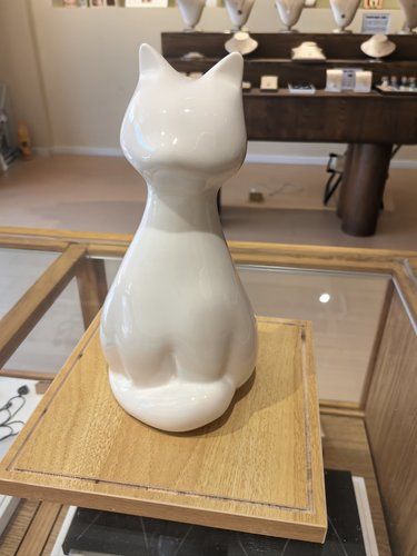 爱猫如爱人，不仅仅是一只宠物