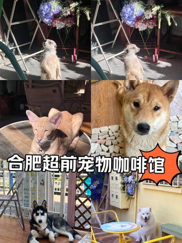 包河万达新开的猫狗异宠咖