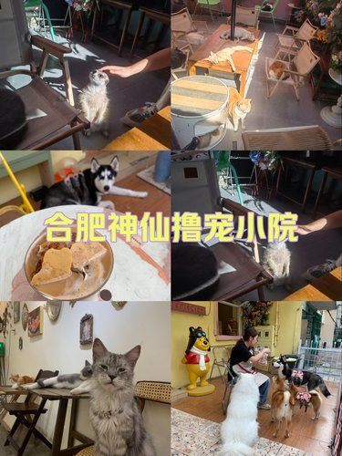 合肥人都去撸！