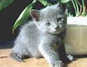 俄罗斯蓝猫