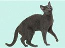 俄罗斯蓝猫