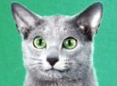 俄罗斯蓝猫