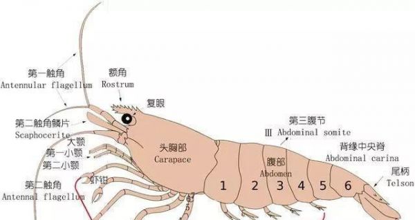 田鼷鼠饲养全攻略（从养殖环境到饲料选择，打造优质鼠宠生活）