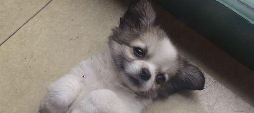 以蝴蝶犬串串为伴，享受宠物生活的乐趣（了解蝴蝶犬串串的特征和魅力，让它成为你的心头好）