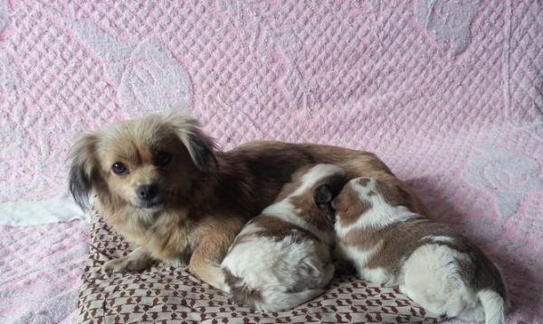 以蝴蝶犬串串为伴，享受宠物生活的乐趣（了解蝴蝶犬串串的特征和魅力，让它成为你的心头好）