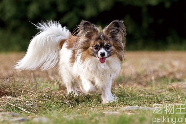蝴蝶犬体型娇小