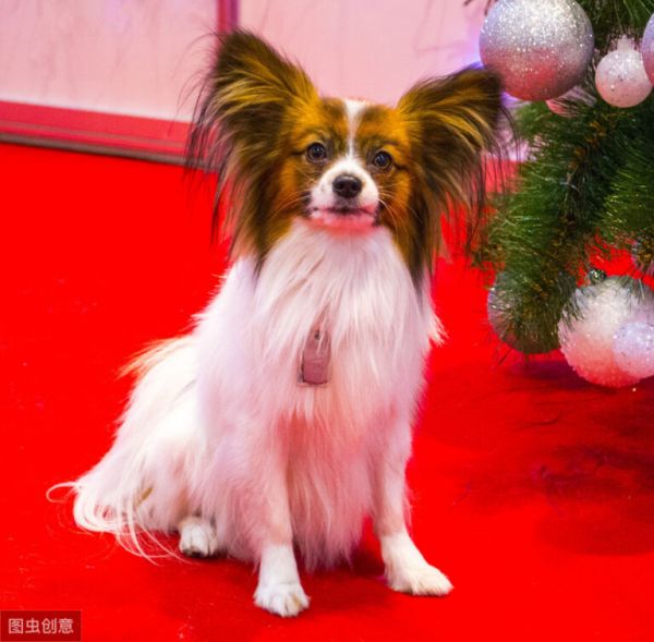 蝴蝶犬那么聪明漂亮,却很少有人养,原来是因为这6个原因!