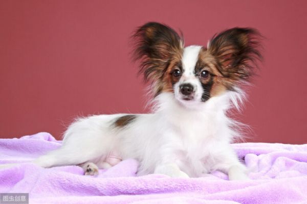 蝴蝶犬那么聪明漂亮,却很少有人养,原来是因为这6个原因!