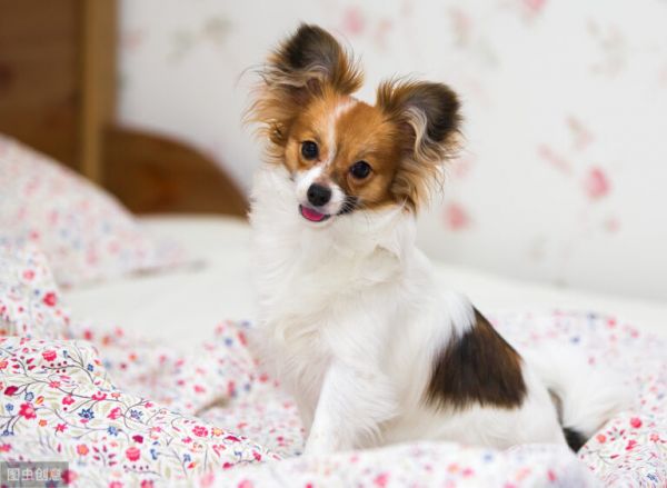 蝴蝶犬那么聪明漂亮,却很少有人养,原来是因为这6个原因!