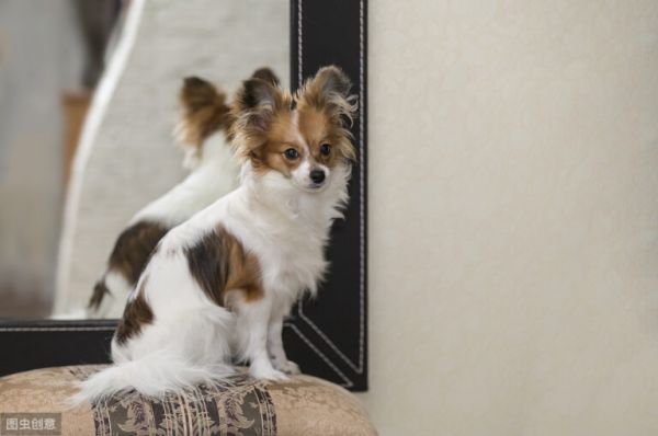 蝴蝶犬那么聪明漂亮,却很少有人养,原来是因为这6个原因!