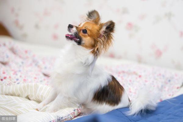 蝴蝶犬那么聪明漂亮,却很少有人养,原来是因为这6个原因!