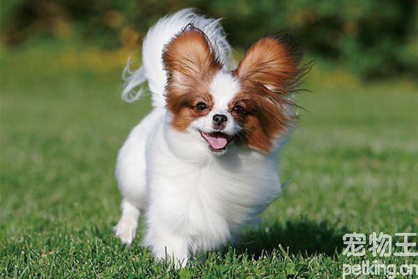蝴蝶犬为什么养的人少