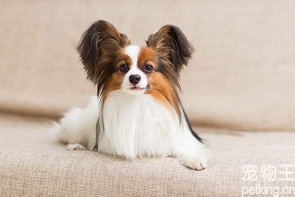 蝴蝶犬为什么养的人少