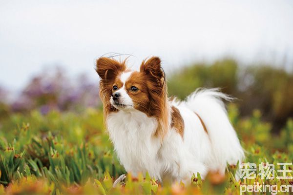 蝴蝶犬为什么养的人少