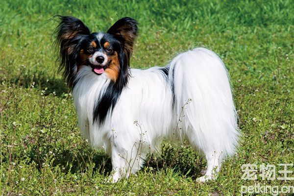 蝴蝶犬为什么养的人少