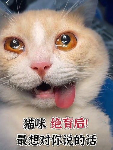 [流泪]猫咪绝育后最想对主人说的话！