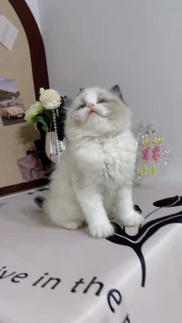 https://p0.meituan.net/coverpic/4870ad7d667396e328cce3ca373d12f669221.jpg%40360w_640h_1e_1l_100q%7Cwatermark%3D0