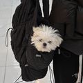https://p0.meituan.net/userheadpicbackend/7e1f2a92146a0ba1671cbbcbe712865e252057.jpg%40120w_120h_1e_1c_1l%7Cwatermark%3D0