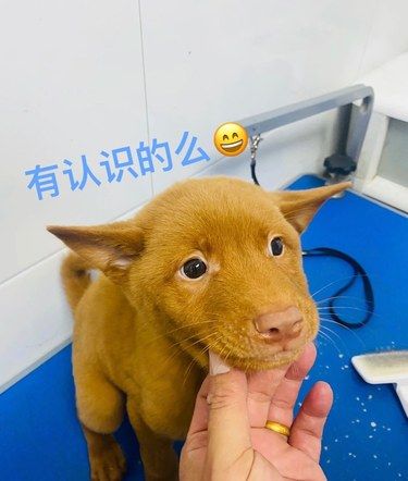 东营菲凡宠物的宠宝们