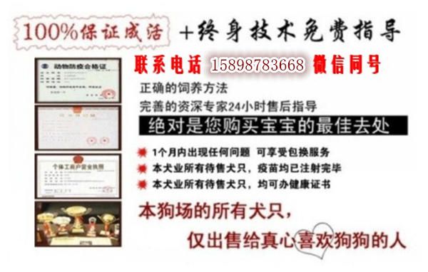 山东东营东营狗场联系电话出售30多种名犬