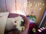 东营利津猫咪火化 宠物火化 宠物狗火葬