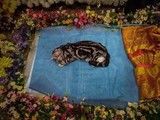 东营垦利狗狗去世 宠物殡葬 小狗安乐死-24小时宠物殡葬公司