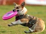 东营河口哪里有训犬学校-专业教练