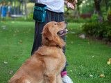 东营区狗狗行为问题纠正 工作犬训练基地 可接送-咨询电话