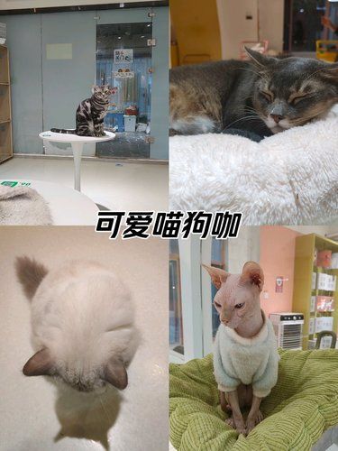 万家丽可爱猫狗咖