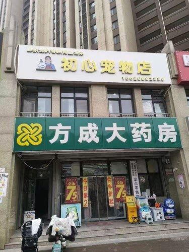 小狗狗玩耍玩耍