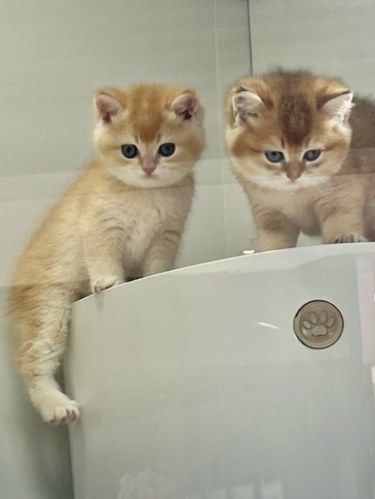 济南这家猫咖简直萌翻啦！