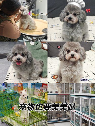 美容审美在线的宠物店～