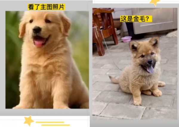 互联网+活体宠物赛道，月入10万的小众偏门生意！