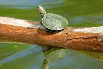 宠物起名搞笑幽默