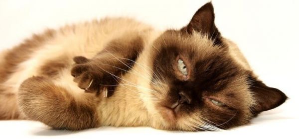 猫细小症状与初期表现,附危害与发病过程讲解