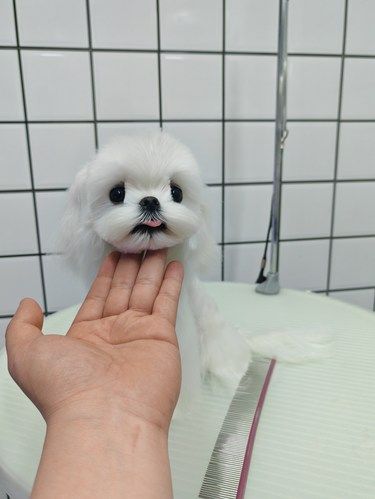 今天，我是宠物美容师