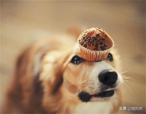 狗狗能不能吃甜食?甜食对狗影响有哪些?# 狗狗大明星 #