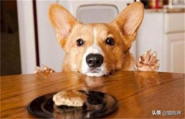 狗狗能不能吃甜食?甜食对狗影响有哪些?# 狗狗大明星 #