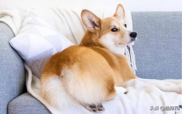 狗狗能不能吃甜食?甜食对狗影响有哪些?# 狗狗大明星 #