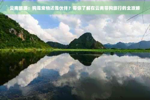 云南旅游：狗是宠物还是伙伴？带你了解在云南带狗旅行的全攻略