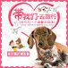 坡头猫咪宠物托运上门接宠