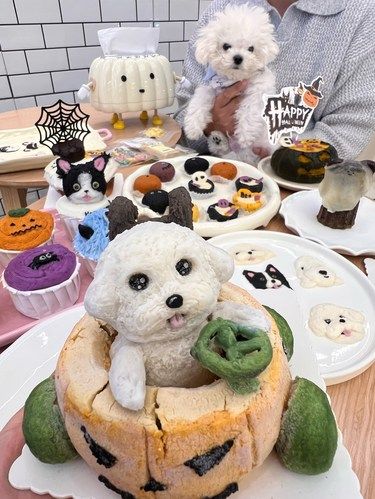 南昌新开的！！！宠物餐厅 好可爱[流泪][流泪]