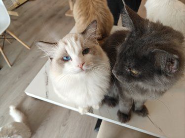 喵星球入侵观音桥！红鼎国际隐藏版猫咖大揭