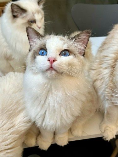 治愈系猫咖，可爱到爆[害羞]