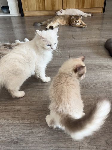 观音桥红鼎国际有家不正经的猫店。