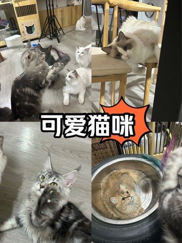 猫咪欢乐时光