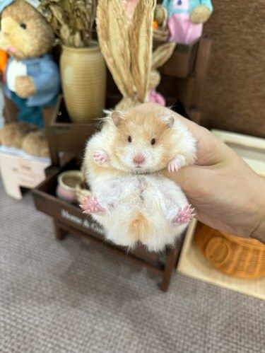 巴南这里怎么会有这种店啊！